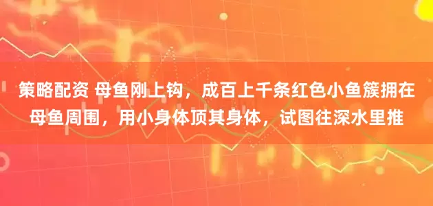 策略配资 母鱼刚上钩,成百上千条红色小鱼簇拥在母鱼周围,用小身体顶其身体,试图往深水里推